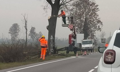 Un grido di «Aiuto!» non basta a salvare gli alberi sulla strada Francesca
