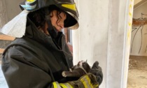 Crespi, due gattini bloccati sul tetto della storica fabbrica: salvati dai vigili del fuoco