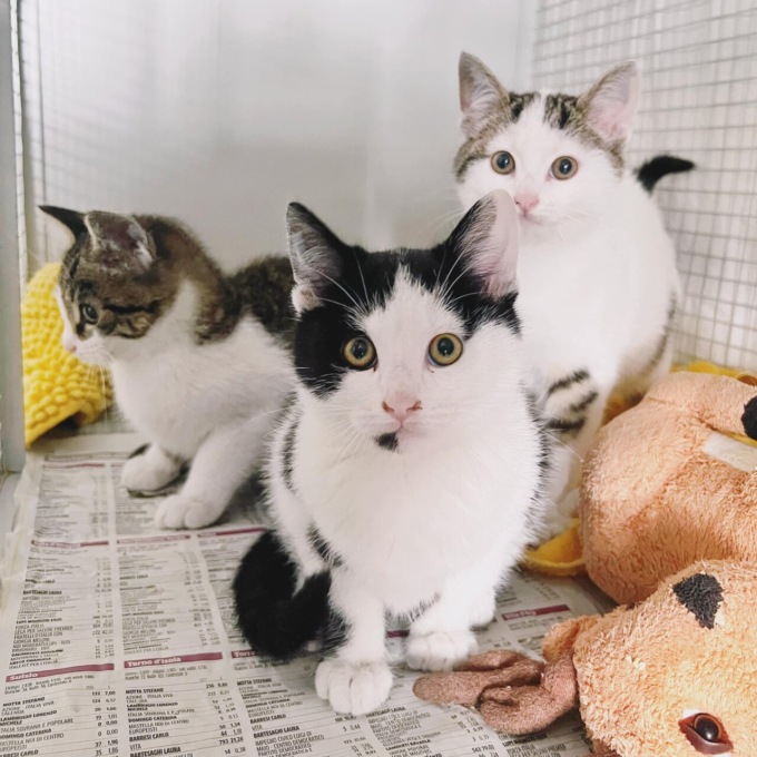 Domenica c’è il “Mercatino Micioso”, organizzato dal Gattile di Bergamo