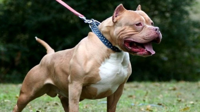 Bergamo, la drammatica storia dei quattro bambini sfigurati da Pitbull e Rottweiler