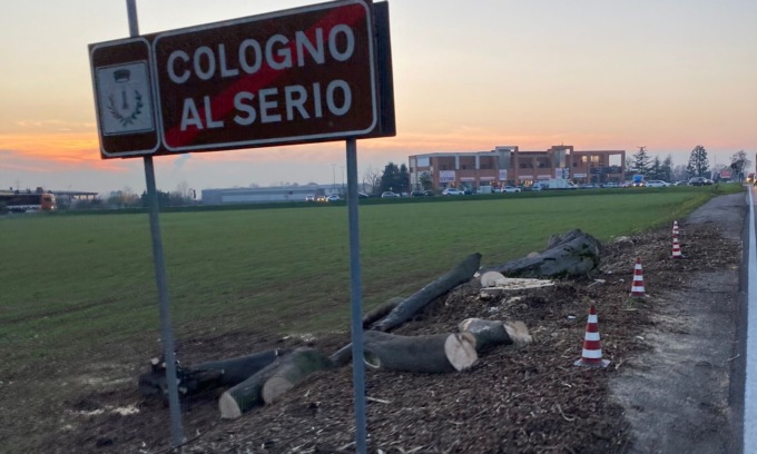 Alberi tagliati lungo la Francesca, Legambiente: «Questo intervento è un errore»
