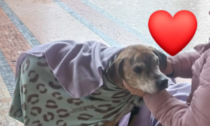 «Una senzatetto e il suo cagnolino hanno bisogno di aiuto», la solidarietà bergamasca risponde