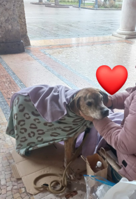 «Una senzatetto e il suo cagnolino hanno bisogno di aiuto», la solidarietà bergamasca risponde