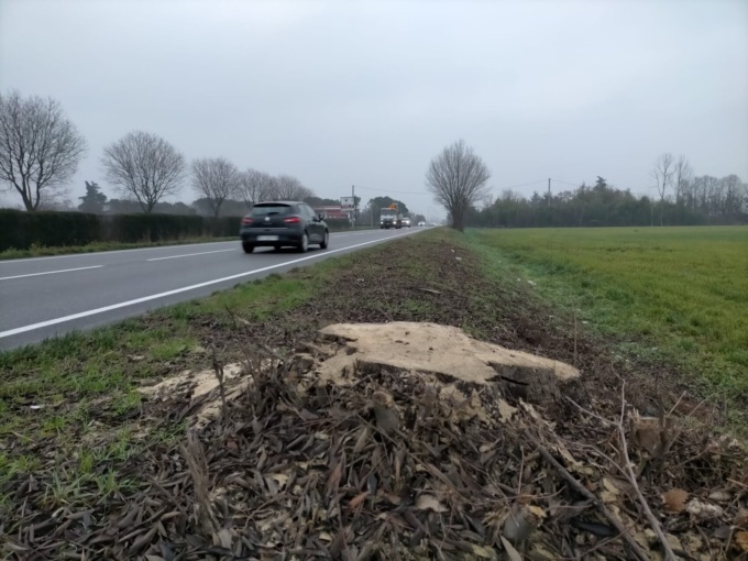 Tolti i ceppi pericolosi rimasti lungo la Francesca dopo la strage di alberi