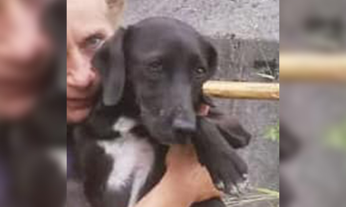 Ponteranica, trovato morto un cagnolino che viveva in colonia. I volontari: «Lo hanno ammazzato»