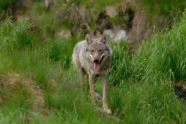 Lupi lungo l’Adda, dopo gli avvistamenti di dicembre un daino è stato sbranato