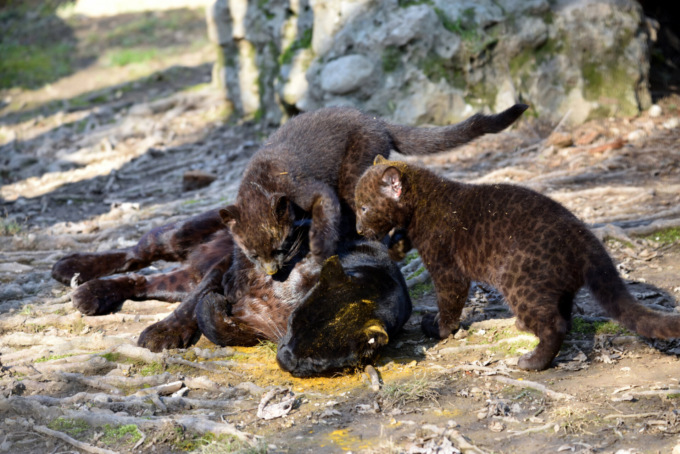 Cuccioli appena nati e nuovi animali: il 18 febbraio riaprono Le Cornelle!