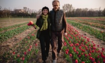 Sbocciano gli appuntamenti con "I tulipani di Maddi" (ma ci sono anche narcisi e giacinti)