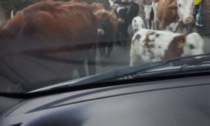 In auto, circondata da 240 mucche: momenti di paura a Mapello