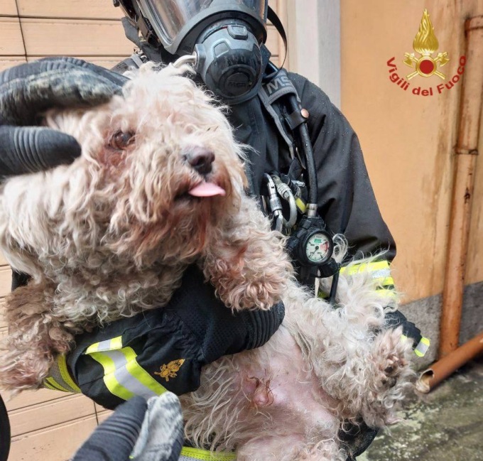 Incendio in un box ad Albino, appartamento sgomberato e cagnolino in salvo