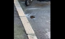 La denuncia video di un lettore: topi in via Masone e «passanti increduli e schifati»