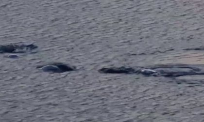 Il video dei "mostri" nel Lago d'Iseo. Forse sono pesci siluro