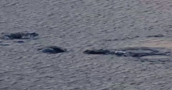 Il video dei “mostri” nel Lago d’Iseo. Forse sono pesci siluro