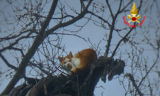 Torre de’ Busi, gatto bloccato su una pianta da due settimane salvato dai pompieri