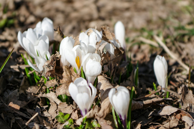 La meravigliosa fioritura dei crocus a Valcava, salendo sulla vetta del monte Linzone