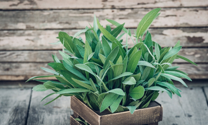 Fino al 16 marzo, in regalo con il PrimaBergamo, i semi di salvia
