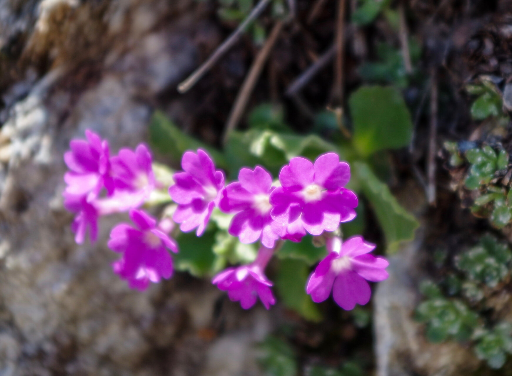 Gita rifugio Calvi 4