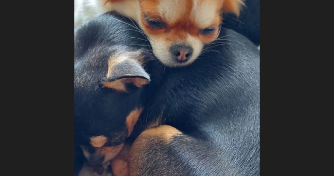 Cucciole avvelenate dal diserbante gettato in giardino: scatta la denuncia a Verdellino
