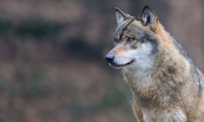10 frasi in bergamasco sulla ricomparsa del lupo