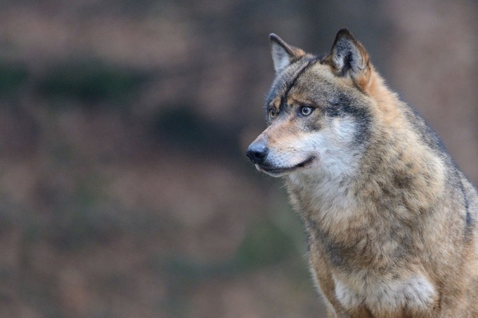 10 frasi in bergamasco sulla ricomparsa del lupo