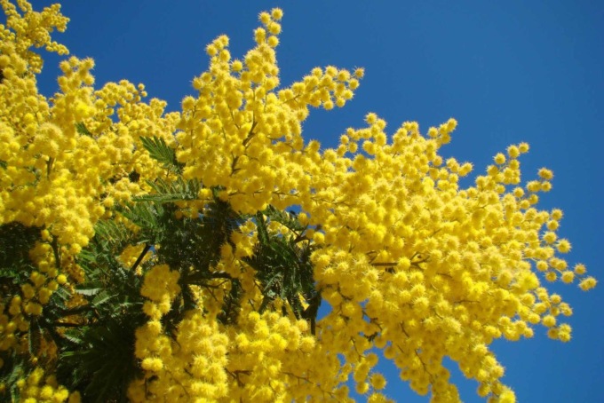 10 frasi in bergamasco sulla primavera