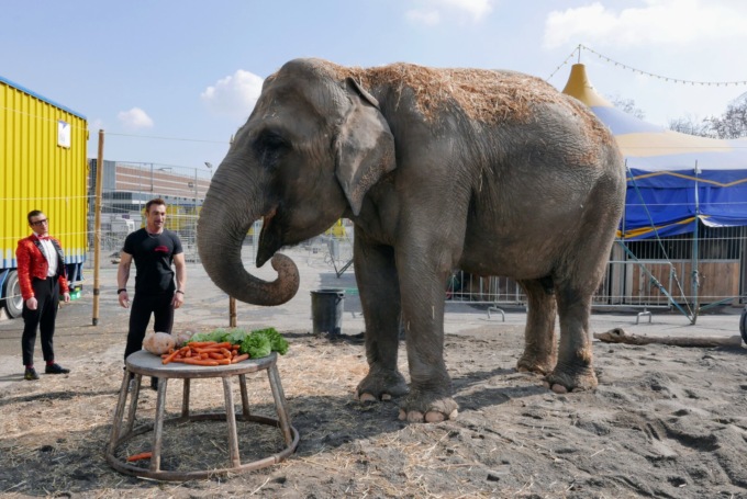 L’elefantessa Baby del Circo Madagascar (firmato Maya Orfei) compie 55 anni