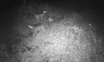 Il video che conferma la presenza dei lupi in Val Seriana, a Gandellino