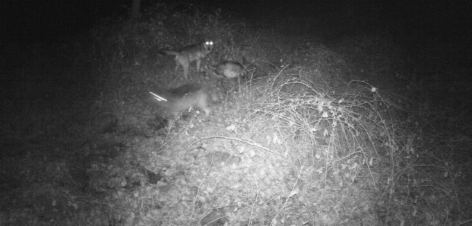 Il video che conferma la presenza dei lupi in Val Seriana, a Gandellino
