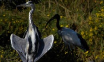 Ibis e aironi "convivono" a Verdello: dissuasore sonoro per salvare i cedri monumentali