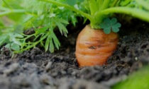 Questa settimana, fino a giovedì 23 marzo, in regalo con il PrimaBergamo i semi di carota