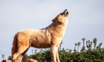 Quelli avvistati in Valle Seriana sarebbero davvero dei lupi: lo conferma la Regione
