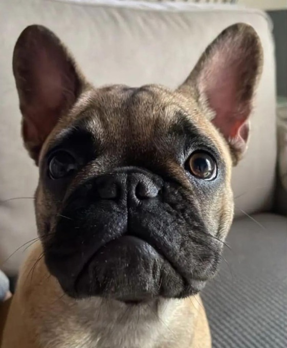 Si cerca Ofelia, la cagnolina scomparsa da un mese e mezzo. Ipotizzato il furto