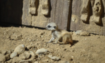 Nuovi arrivi a Le Cornelle: due piccoli canguri rossi e quattro simpatici cuccioli di suricata