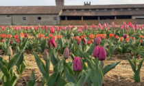 Tornano i tulipani al Castello di Malpaga: raccogli i fiori che vuoi (anche in notturna)