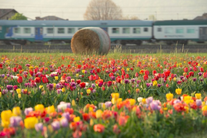 Pasquetta, picnic tra fiori e vini. La proposta golosa di Tulipania