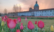 Che meraviglia i 35mila tulipani (inclusivi) attorno al Santuario di Caravaggio