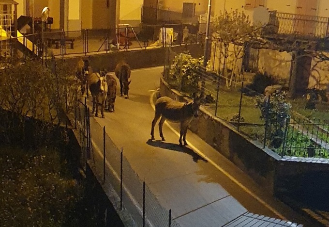 Asini a spasso per Poscante da mattina a sera: ma di chi sono?
