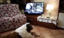 Il seriatese che s'è inventato... la tivù per cani («ma chiamarla così è riduttivo»)