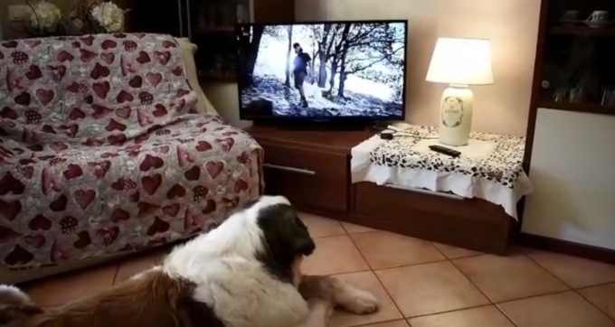 Il seriatese che s’è inventato… la tivù per cani («ma chiamarla così è riduttivo»)