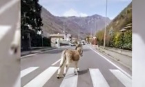 "Come un asino sulla provinciale", è virale il video della corsa di Birillo in Val Seriana