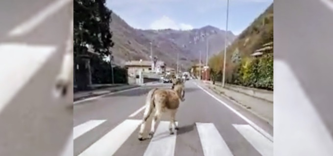 “Come un asino sulla provinciale”, è virale il video della corsa di Birillo in Val Seriana