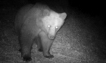 Gli orsi sono vicini: ne è stato immortalato uno in Val Camonica (con una fototrappola)