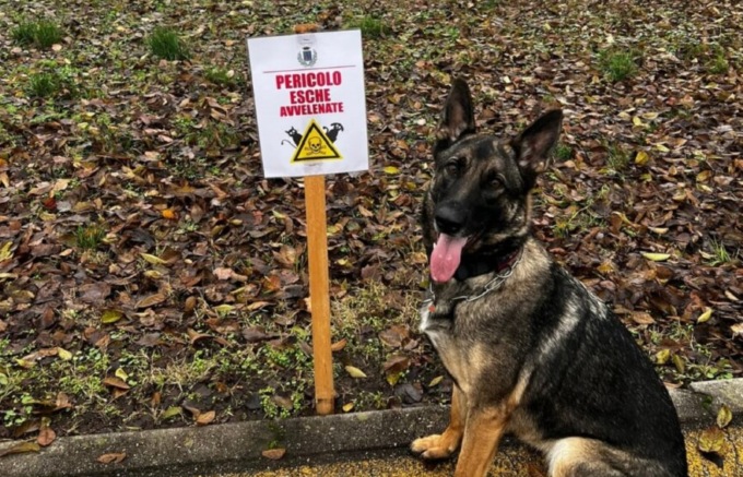 Bocconi avvelenati nei campi della Bassa, un cane morto e diversi intossicati