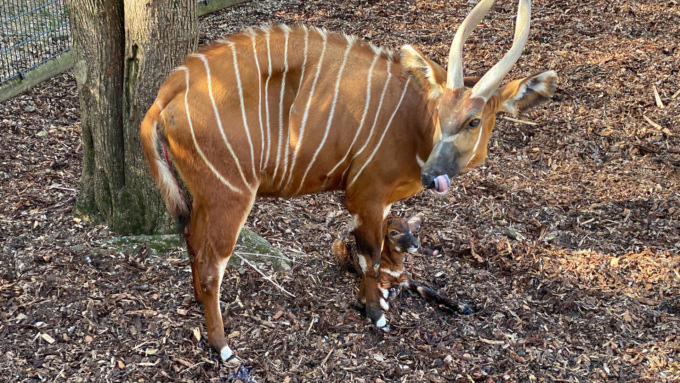 Un nuovo nato alle Cornelle: è un bellissimo cucciolo di bongo. Le foto e il video