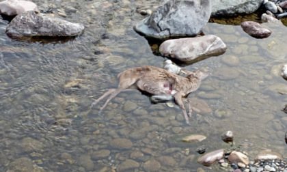 Carcassa di cervo nel fiume al ponte di Gandellino, ma questa volta i lupi non c'entrano