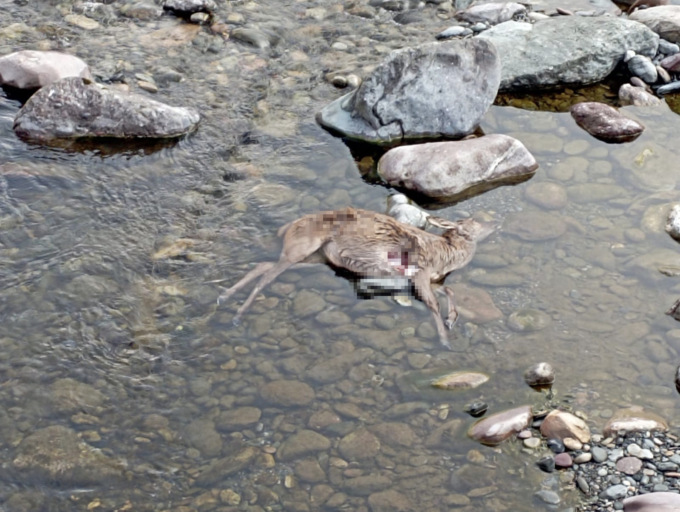 Carcassa di cervo nel fiume al ponte di Gandellino, ma questa volta i lupi non c’entrano