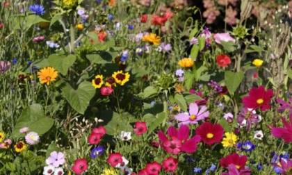 Questa settimana in regalo con PrimaBergamo dei bellissimi fiori per salvare le api