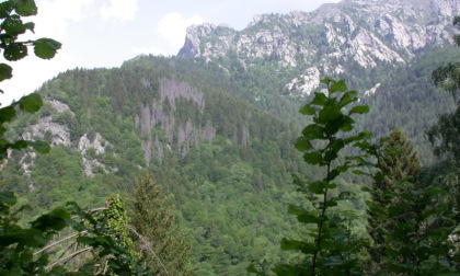 Il bostrico si è diffuso in tutta l'alta Valle Brembana: intere foreste rischiano di sparire