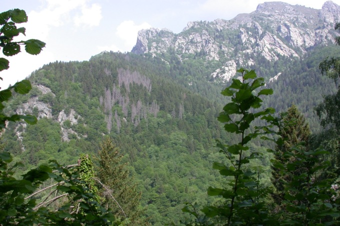 Il bostrico si è diffuso in tutta l’alta Valle Brembana: intere foreste rischiano di sparire