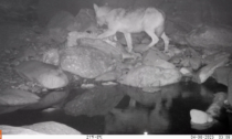 Coppia di lupi immortalata dalle fototrappole in Val Seriana: c'è anche quello a tre zampe
